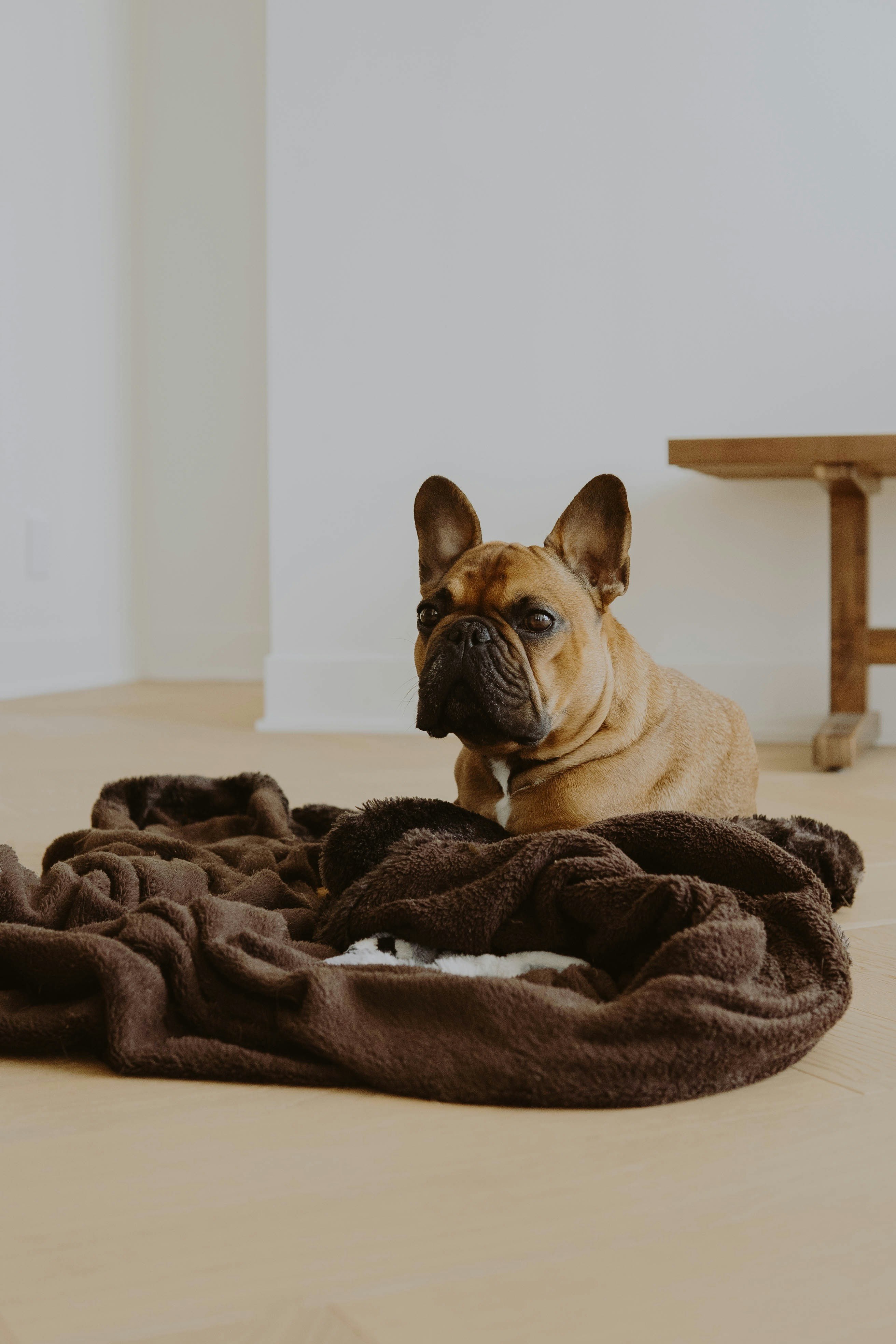 brown pug on black textile